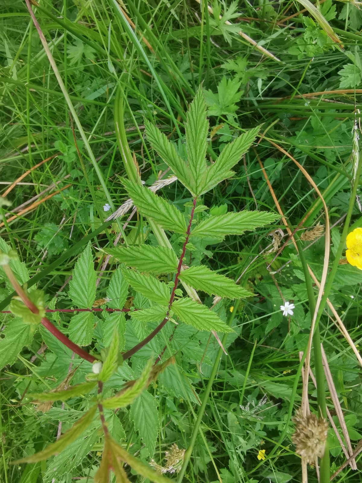 Meadowsweet