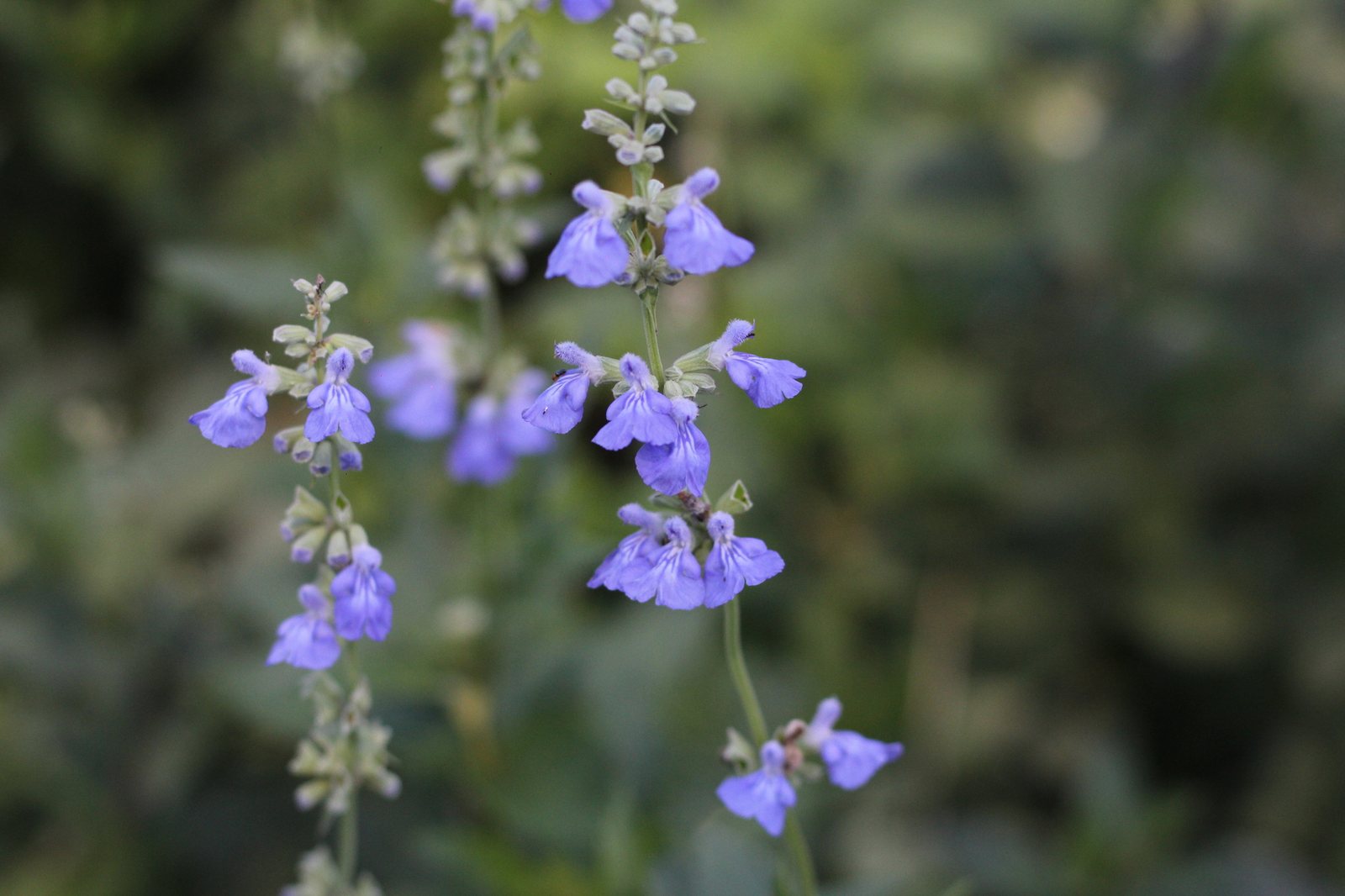 Mealycup sage