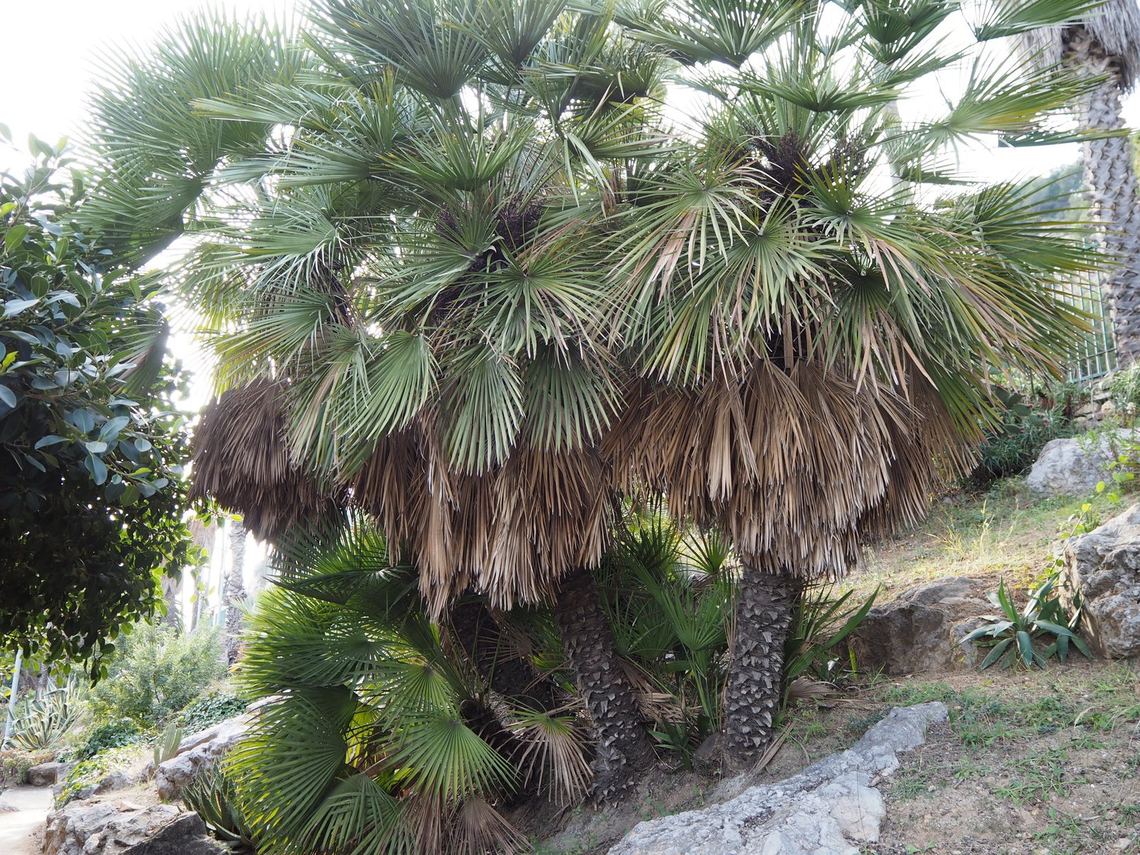 Mediterranean fan palm