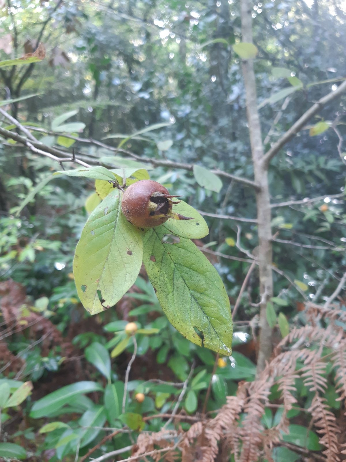 Medlar