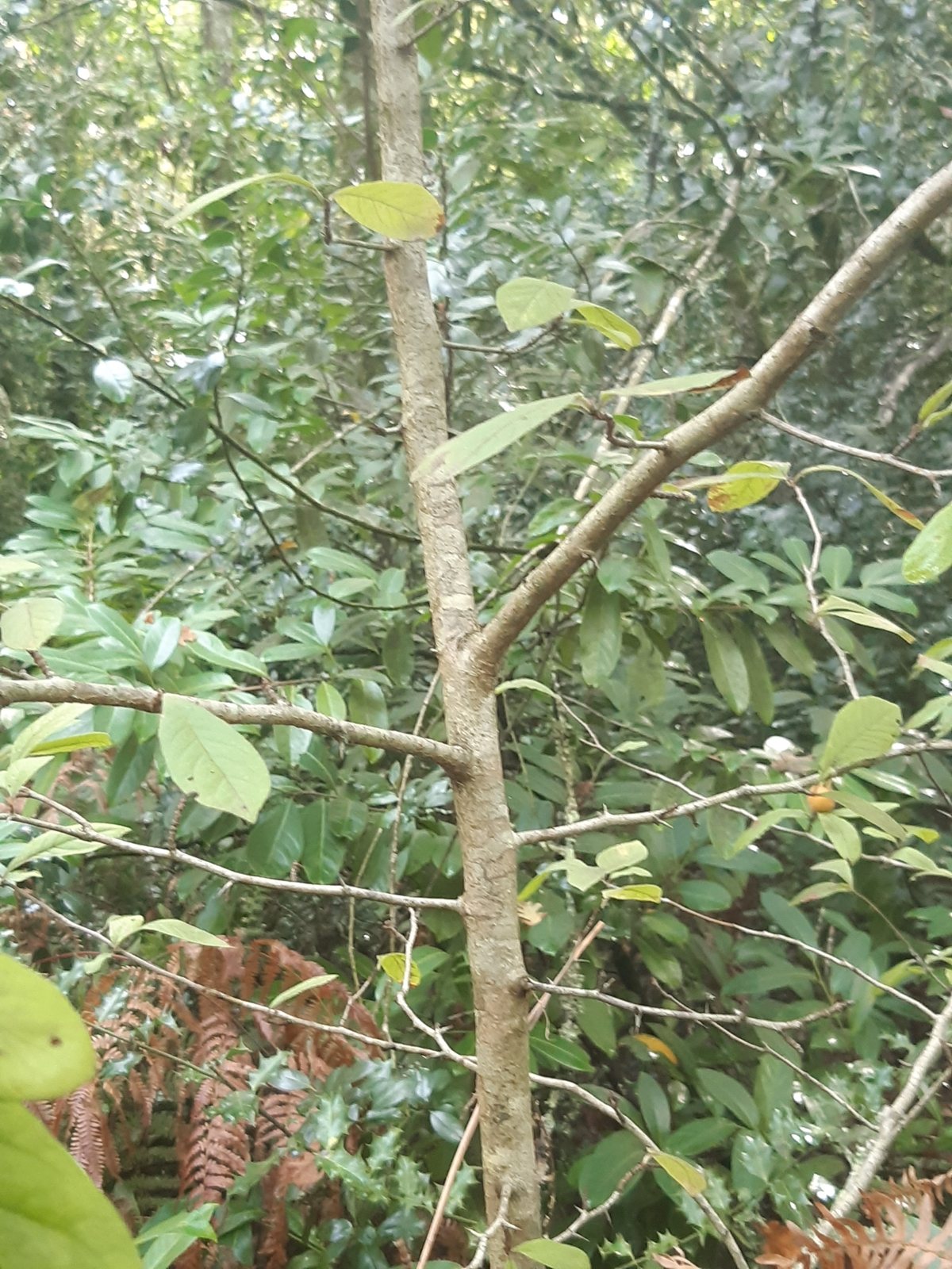 Medlar