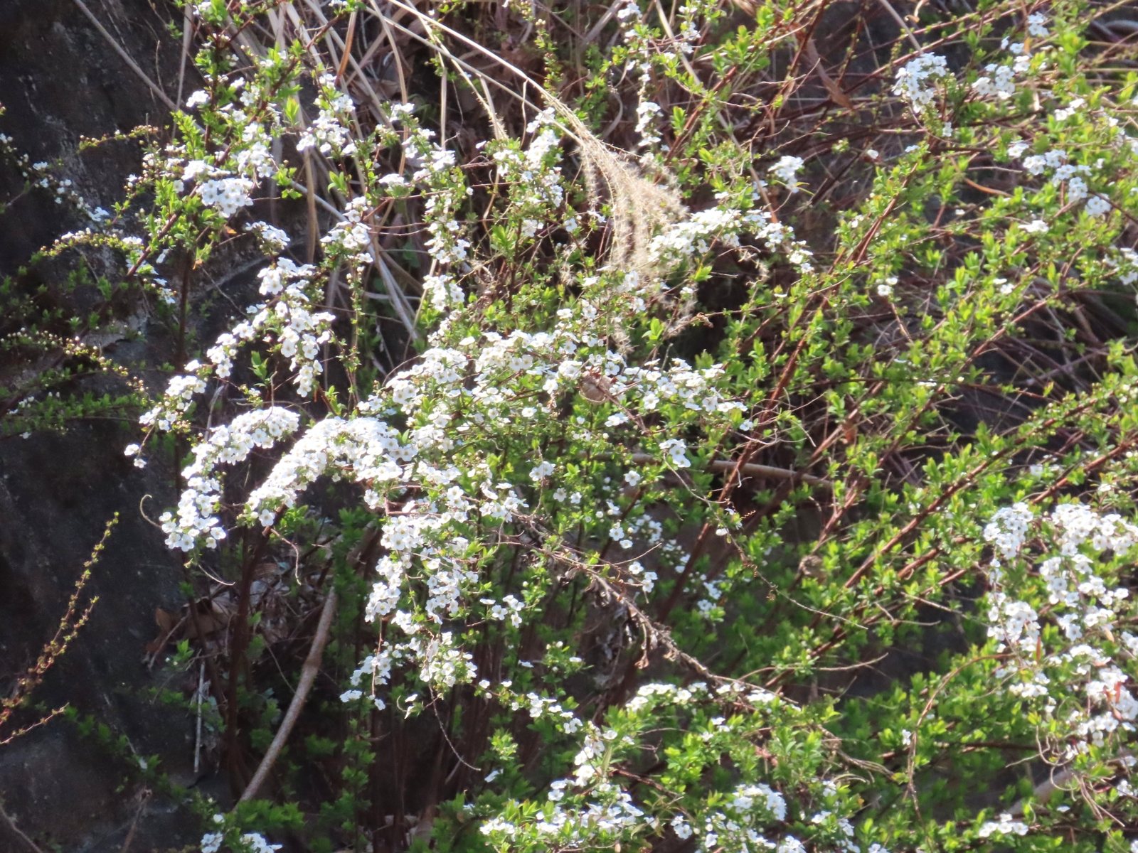 Mellow Yellow spirea