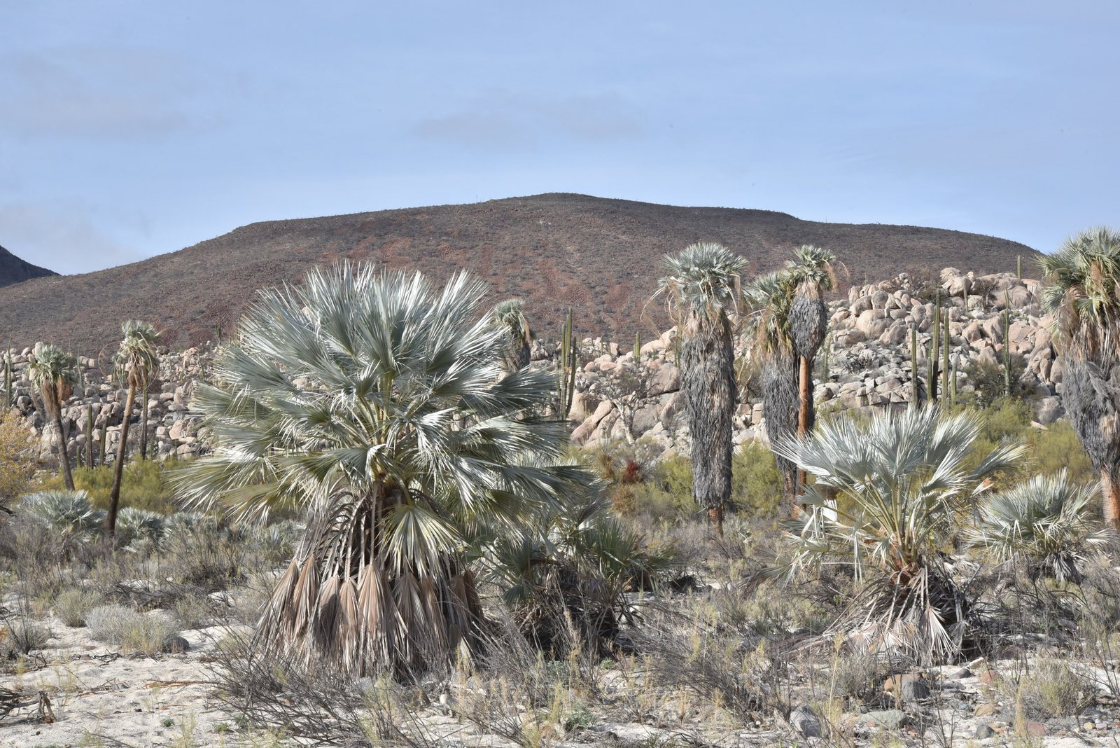 Mexican blue palm