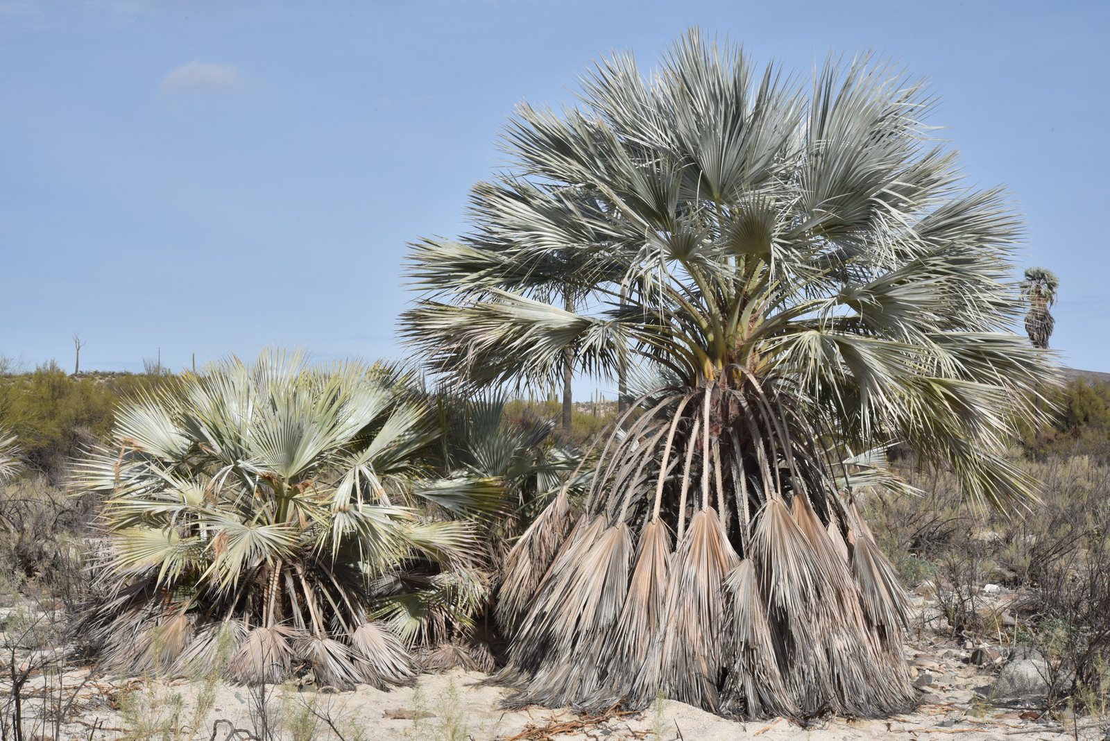 Mexican blue palm