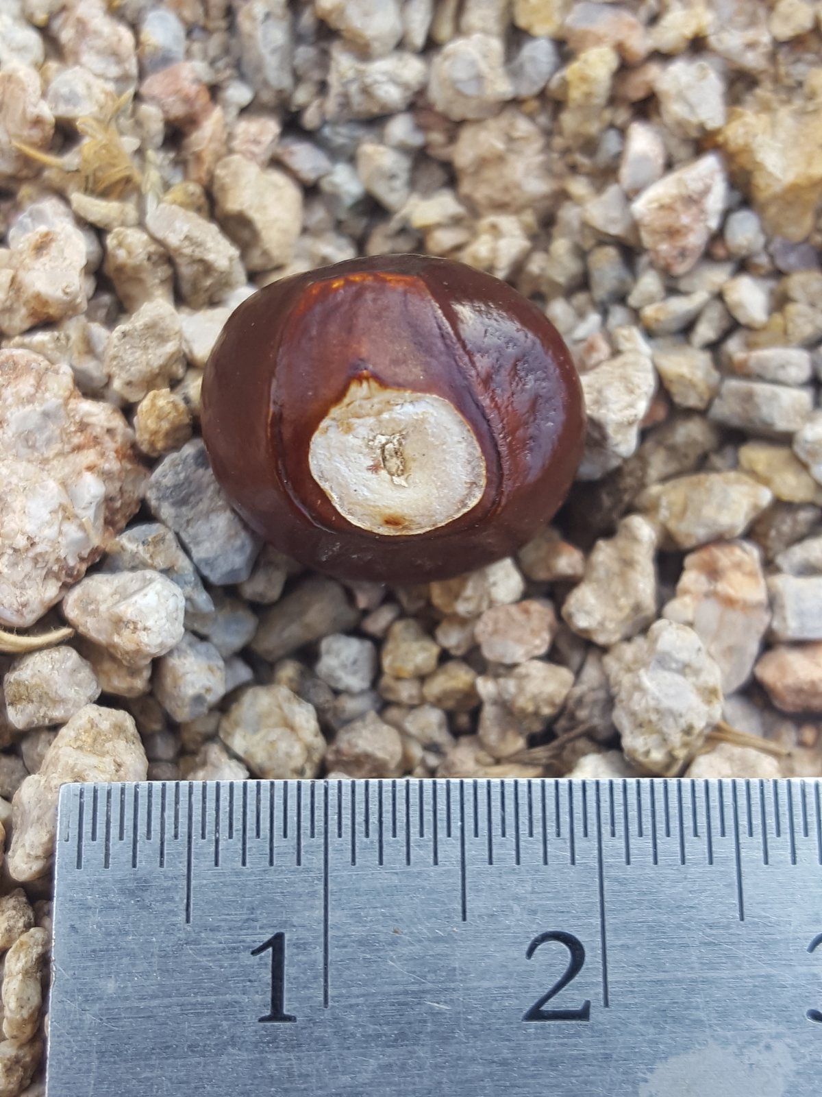 Mexican buckeye