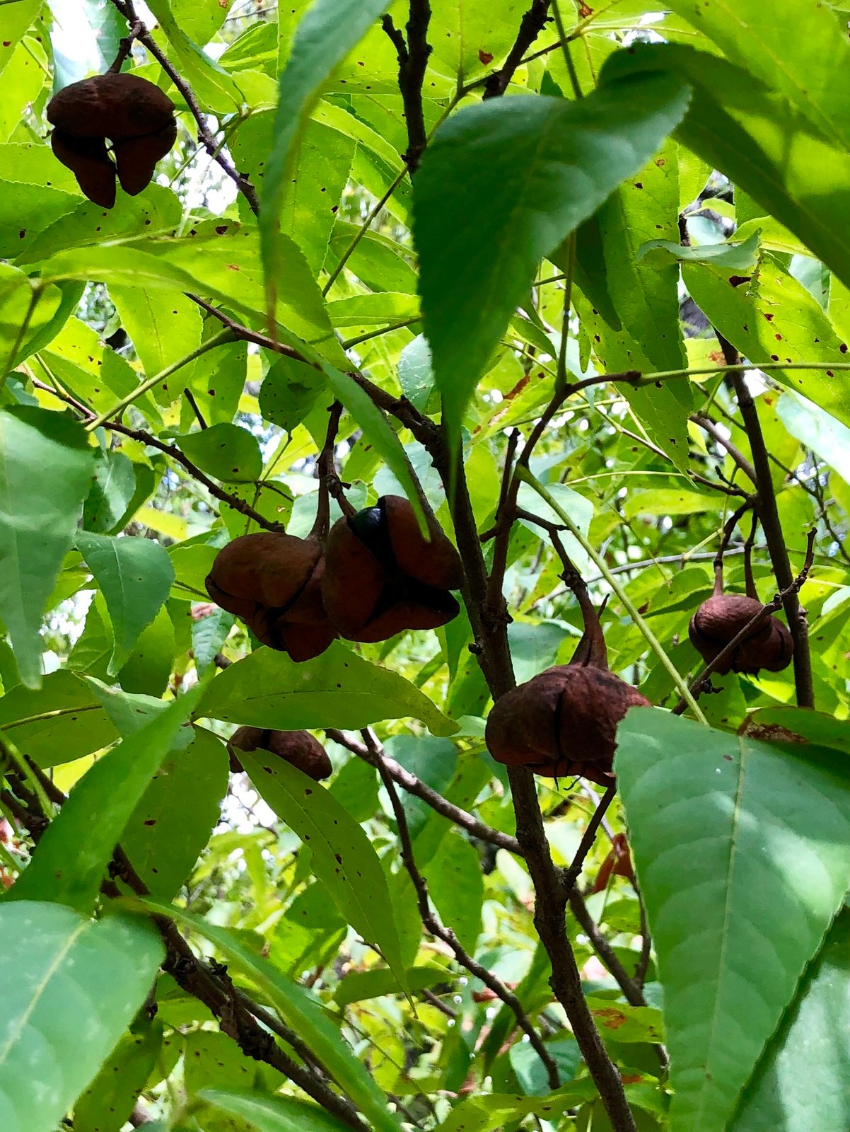 Mexican buckeye