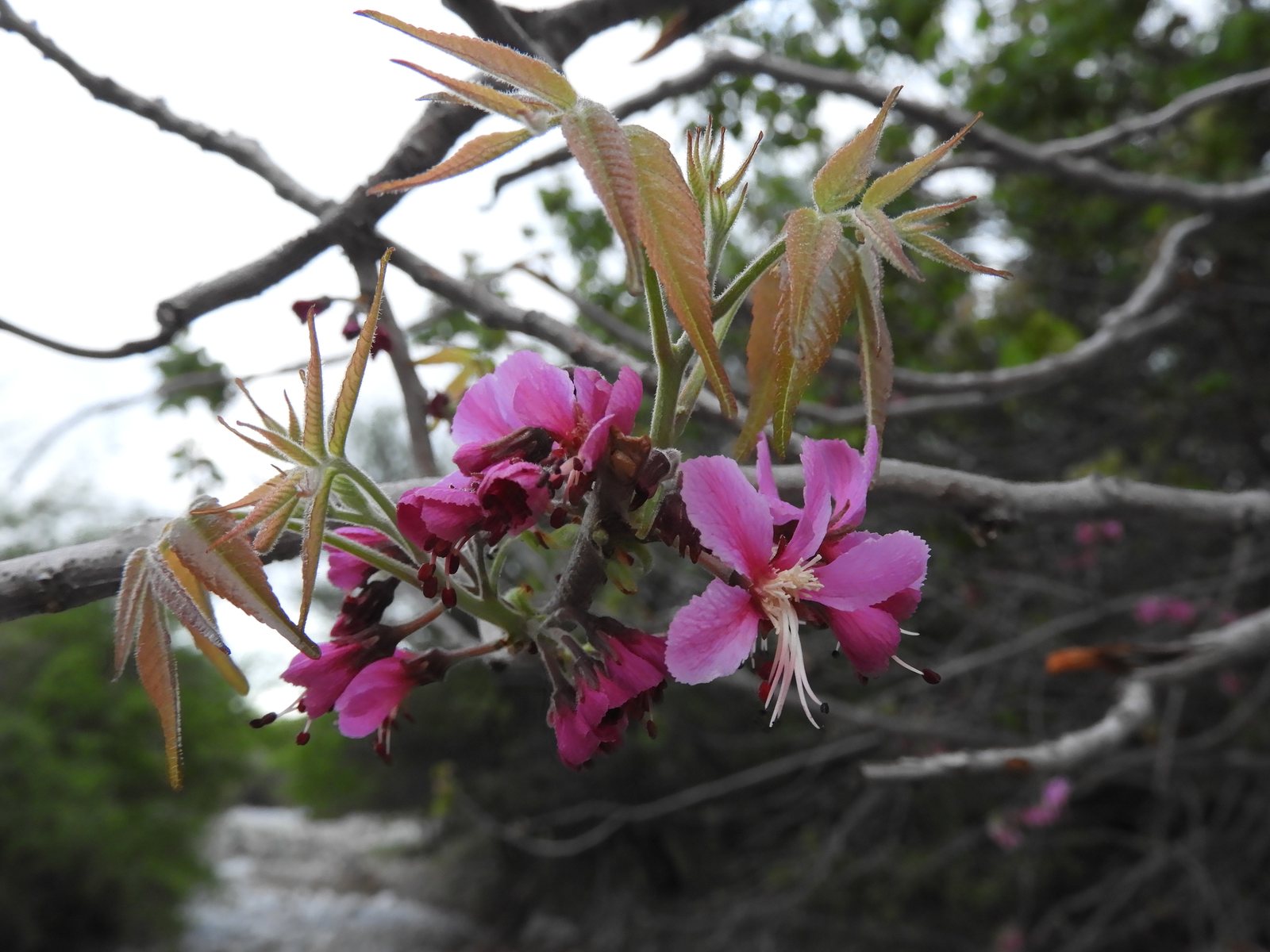 Mexican buckeye