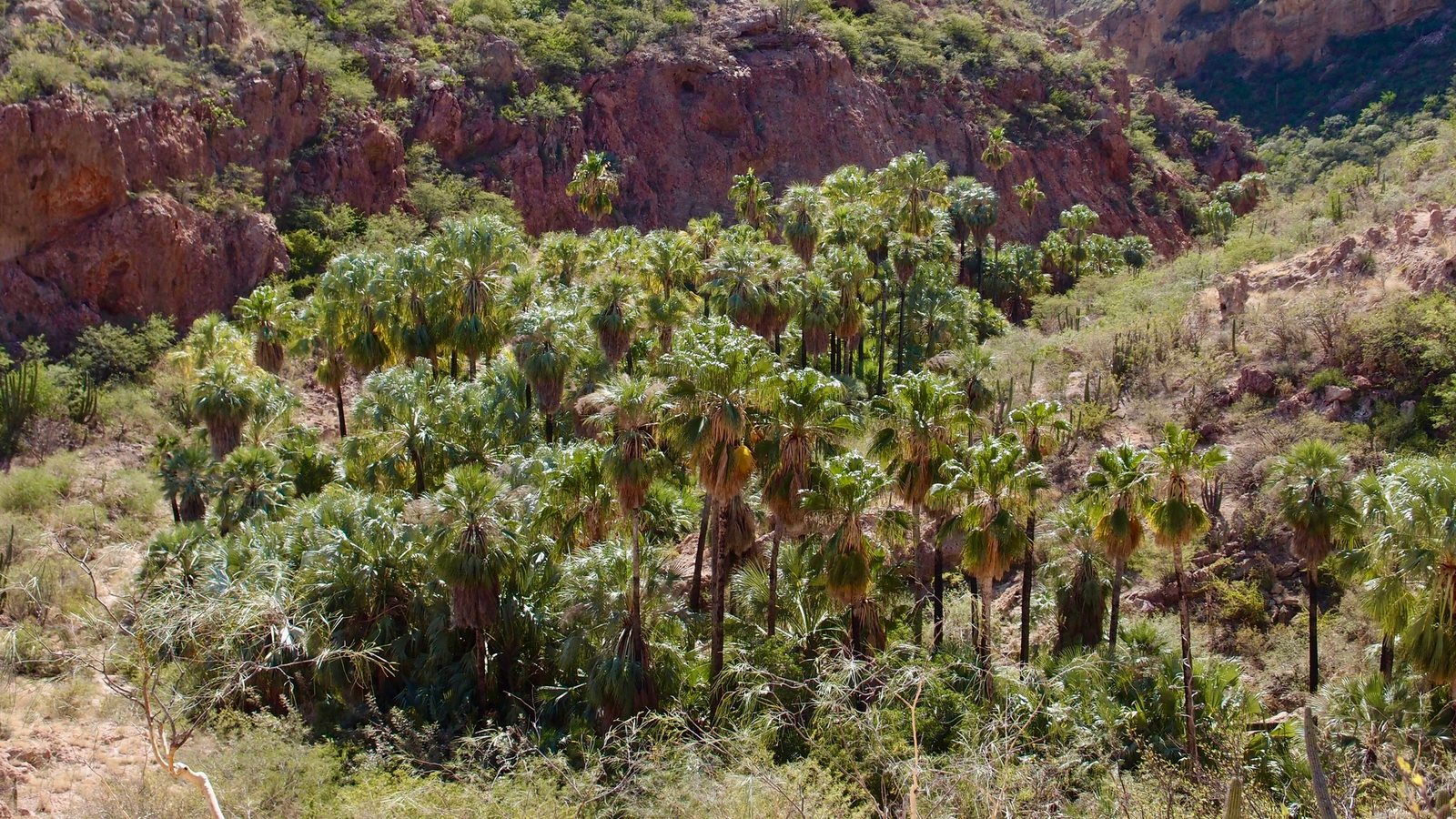 Mexican fan palm
