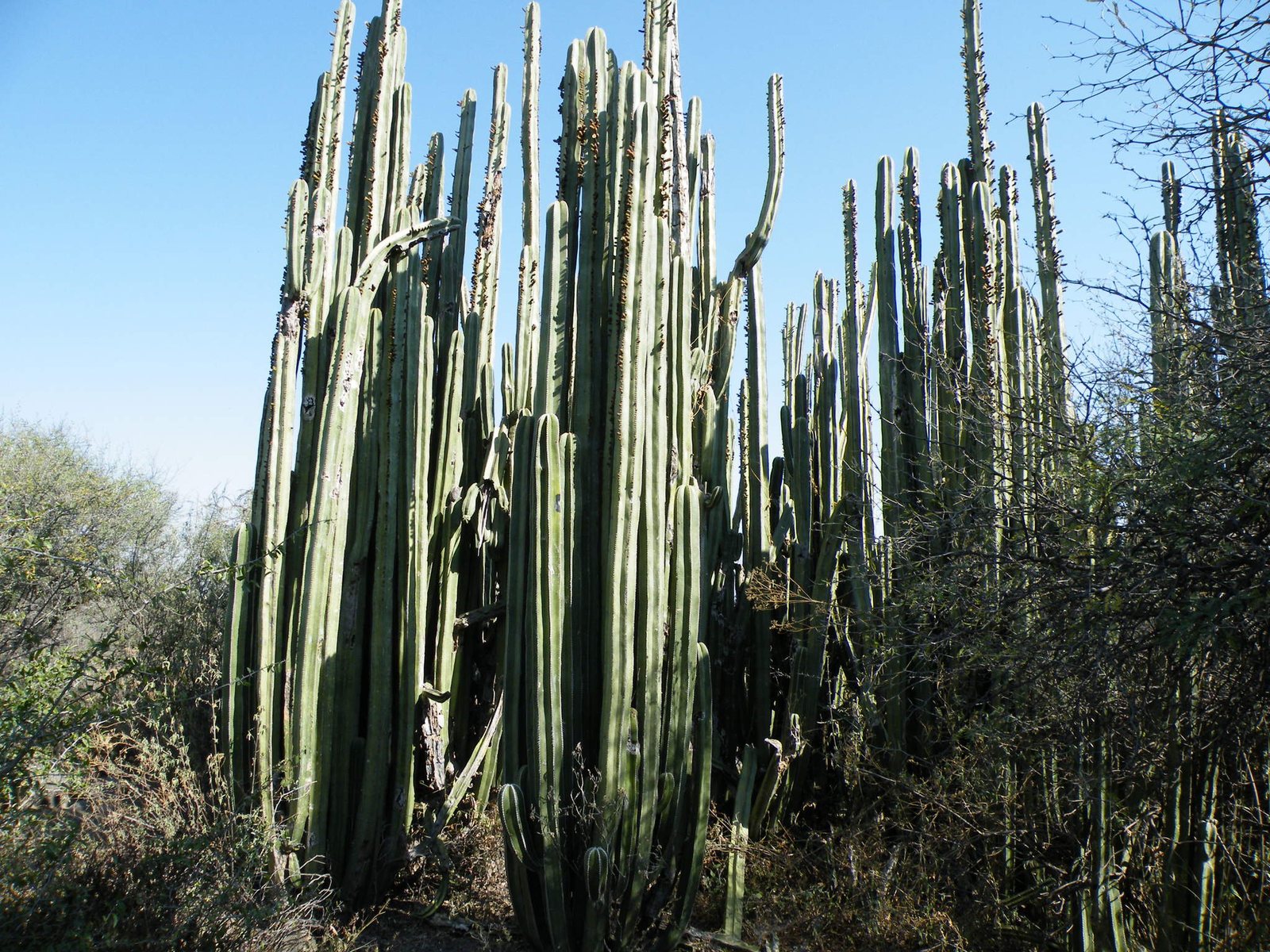 Mexican fence post cactus