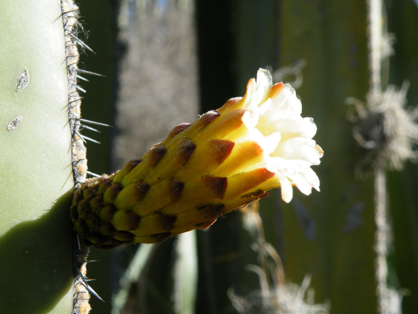 Mexican fence post cactus