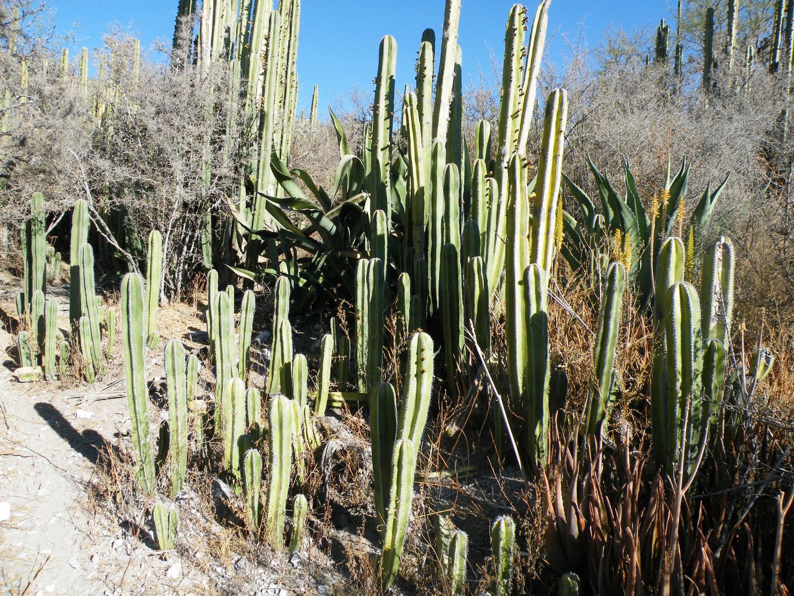 Mexican fence post cactus