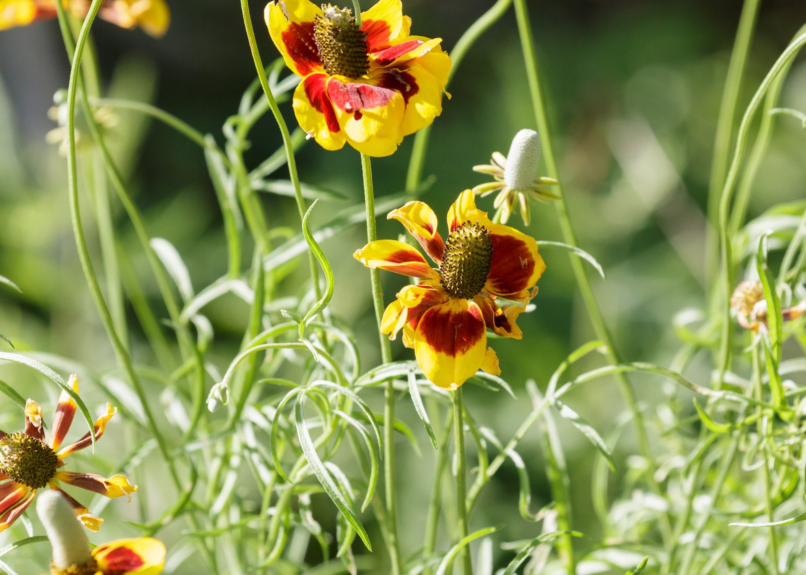 Mexican hat