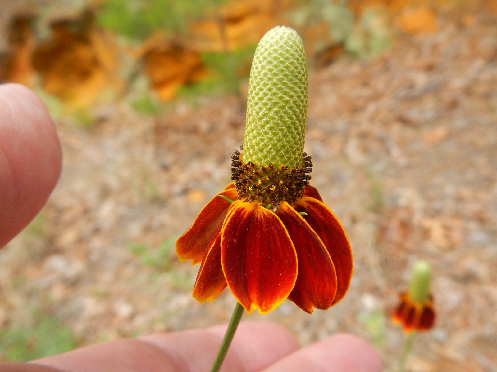 Mexican hat