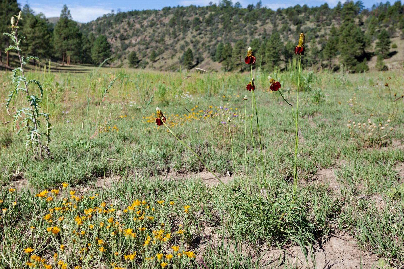 Mexican hat