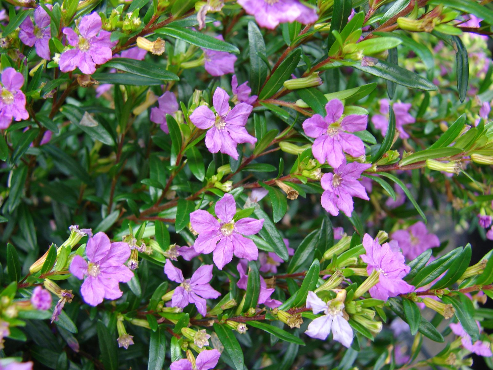 Mexican heather