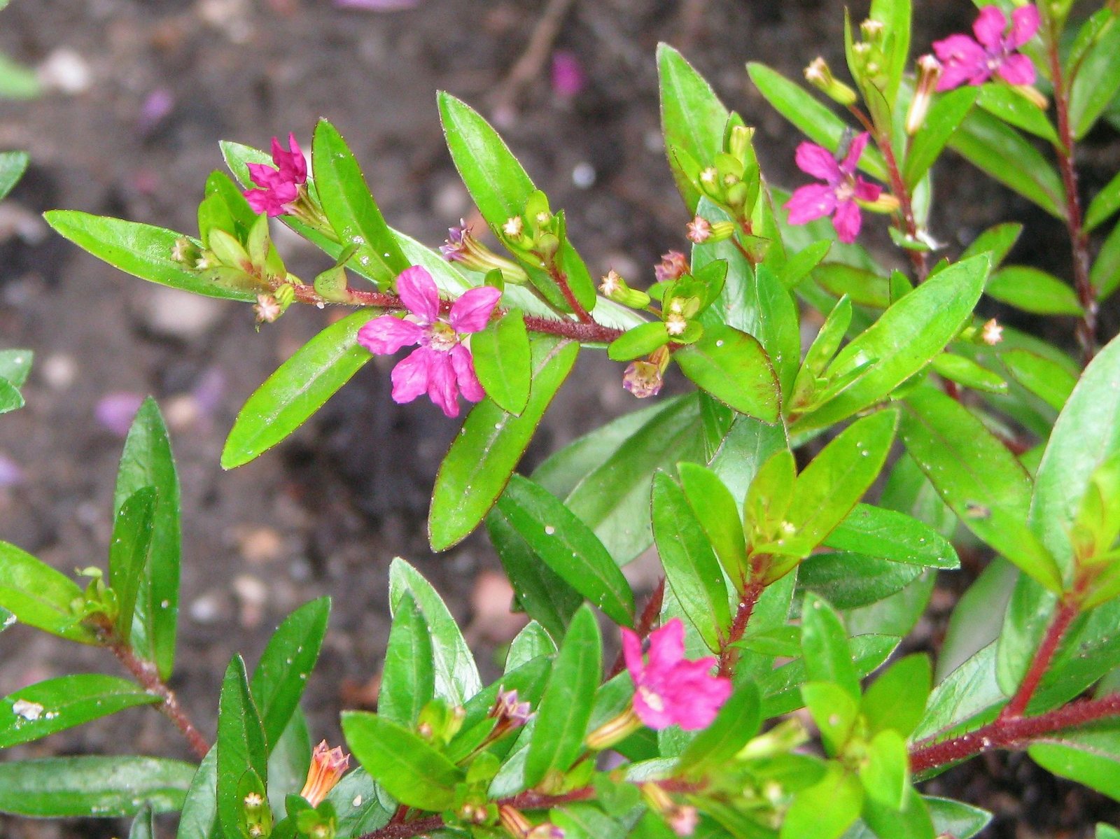 Mexican heather
