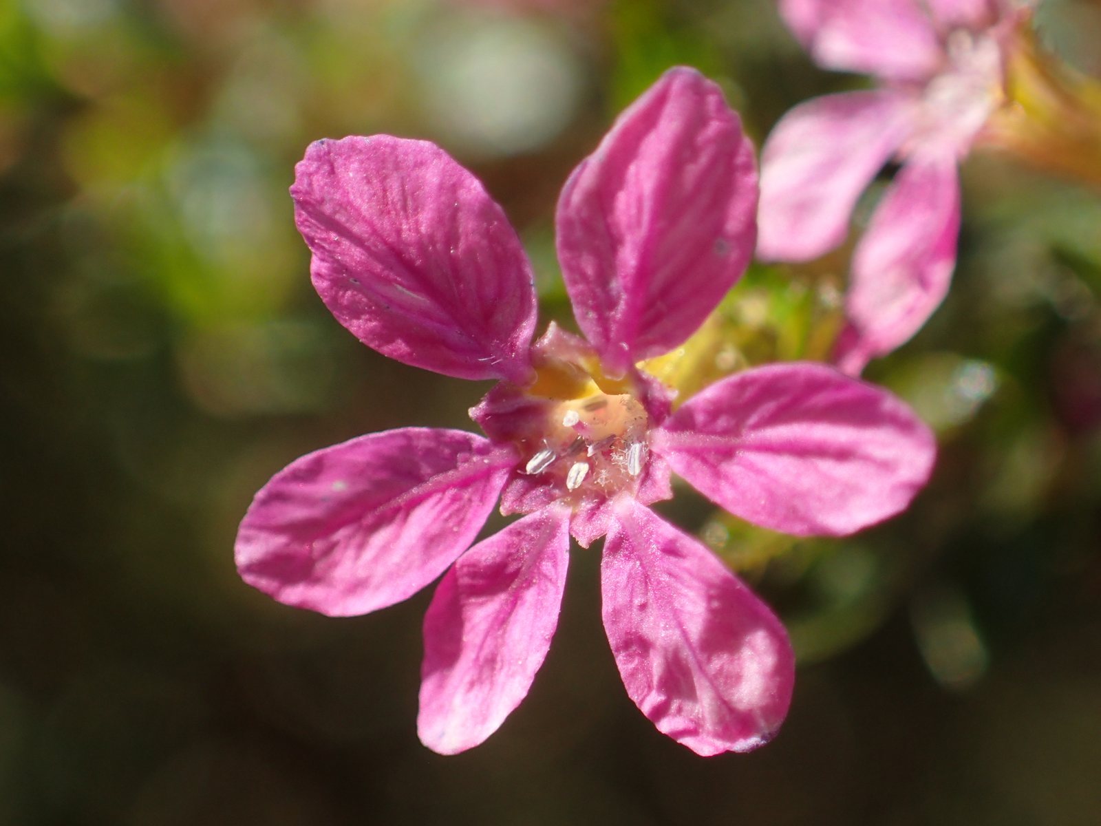 Mexican heather