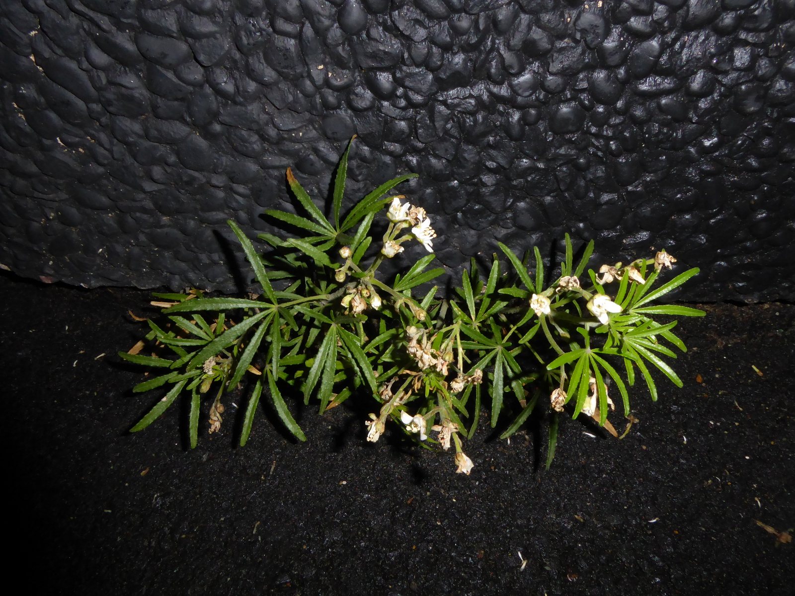 Mexican orange blossom 'Aztec Pearl'