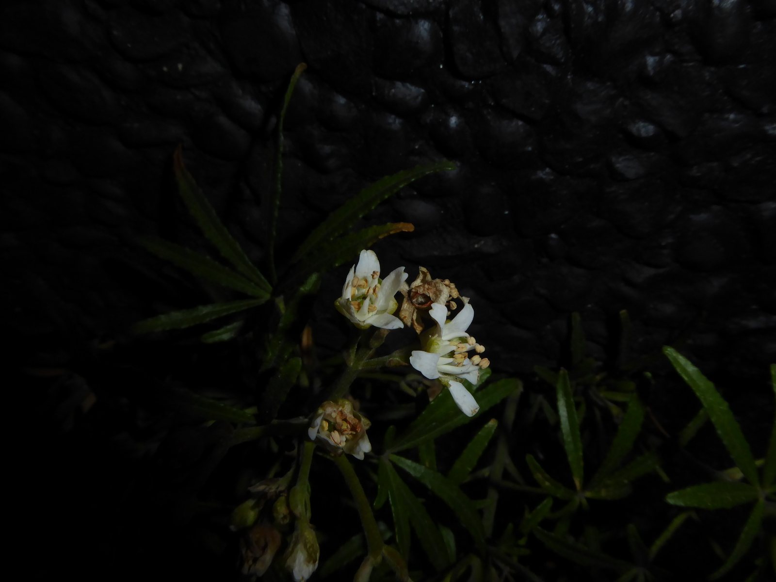 Mexican orange blossom 'Aztec Pearl'
