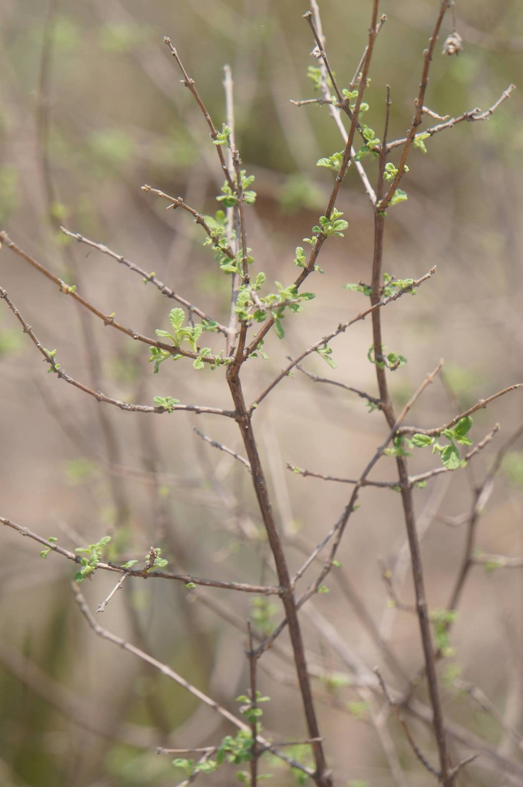 Mexican oregano