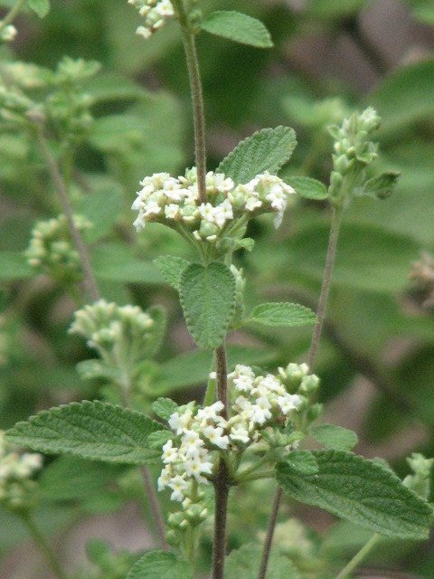 Mexican oregano
