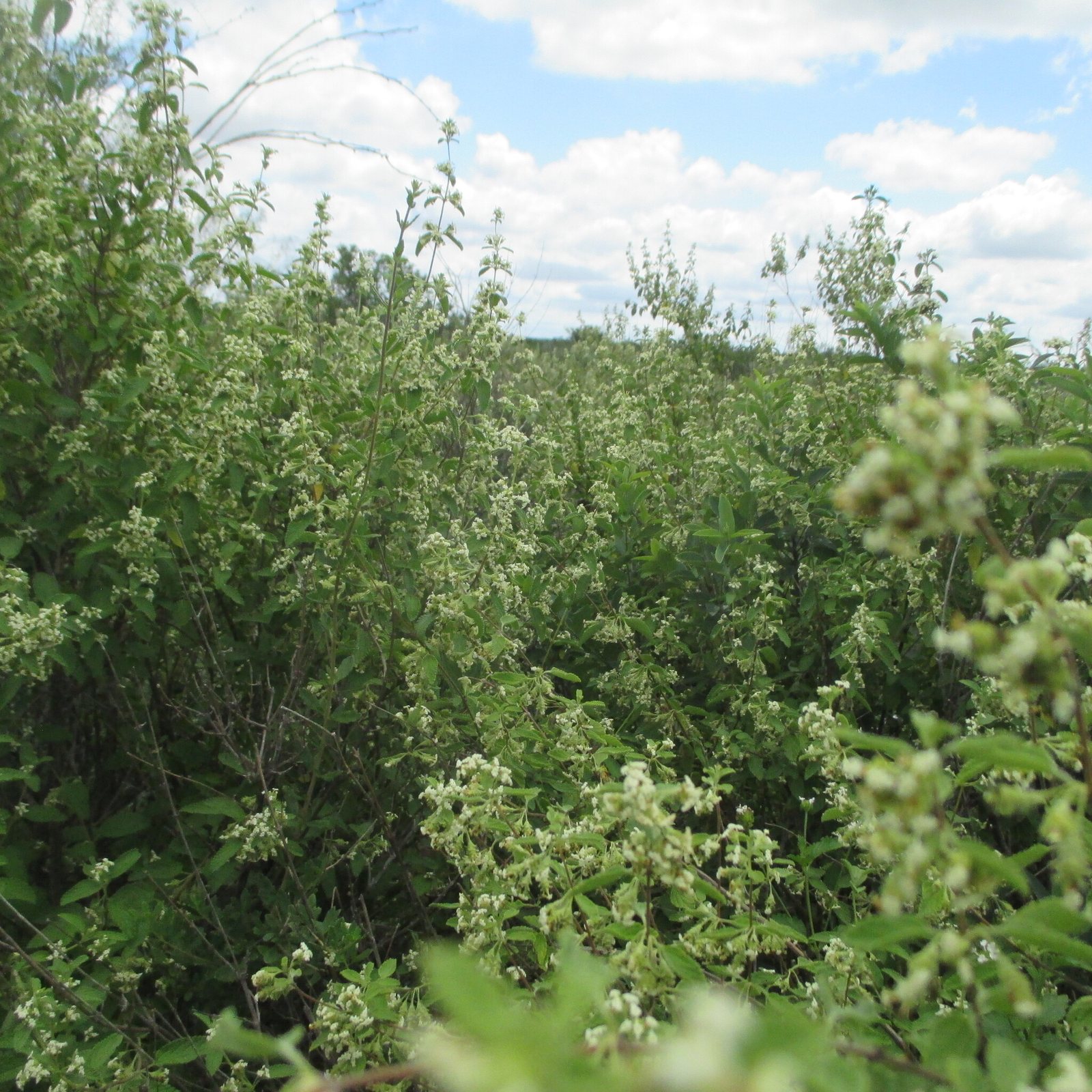 Mexican oregano