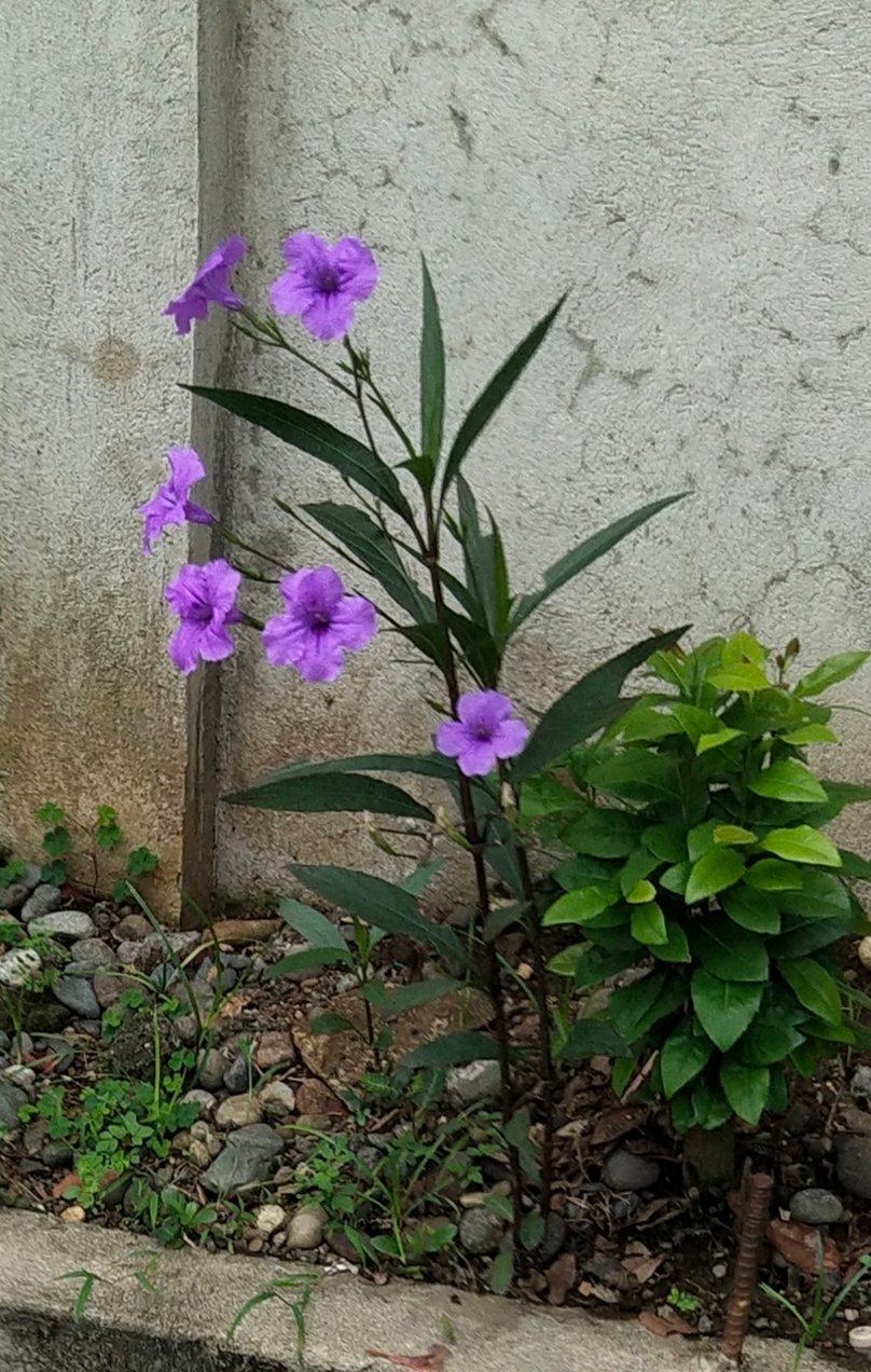 Mexican petunia