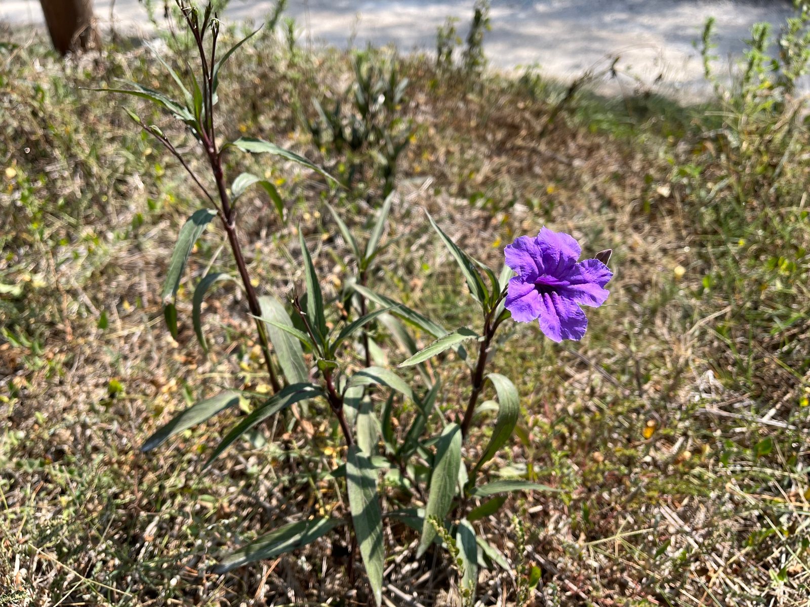 Mexican petunia