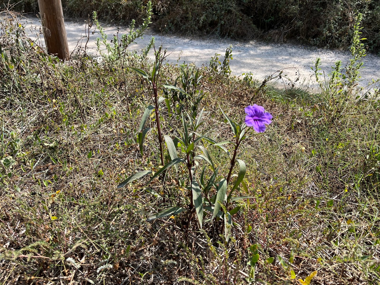 Mexican petunia