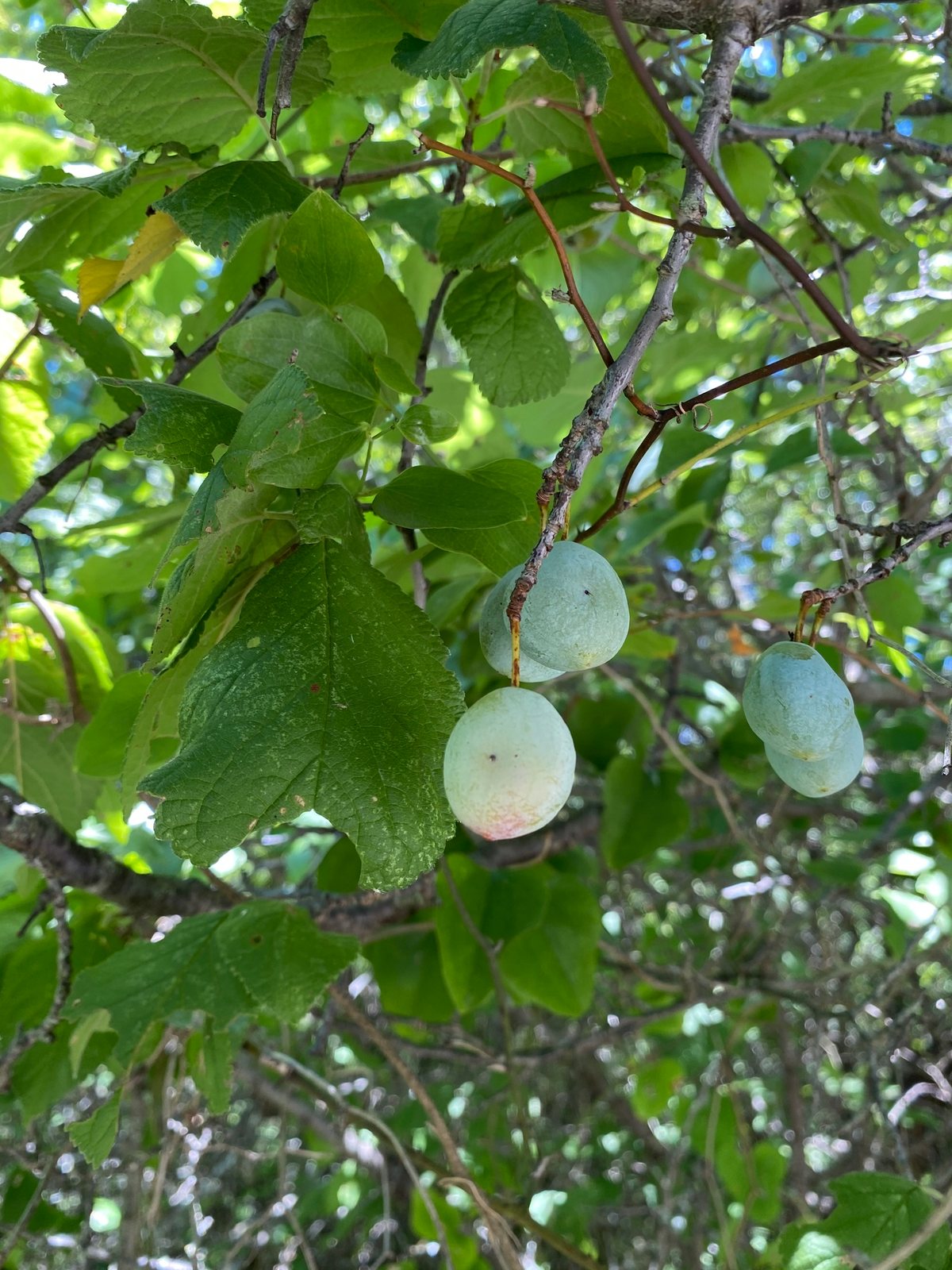 Mexican plum