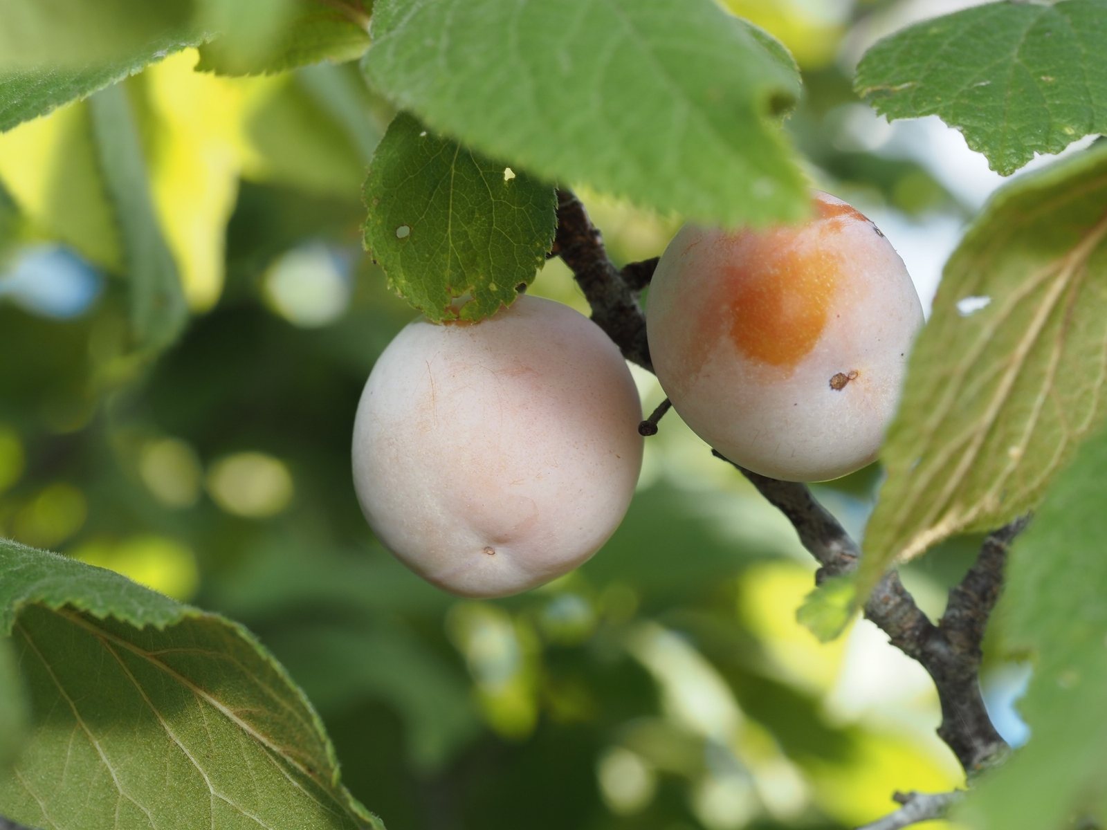 Mexican plum