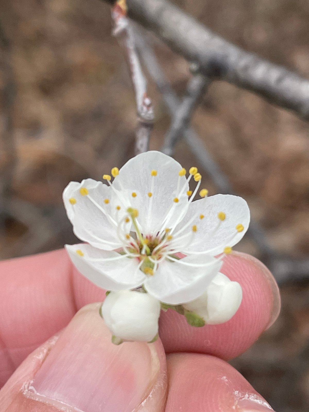 Mexican plum