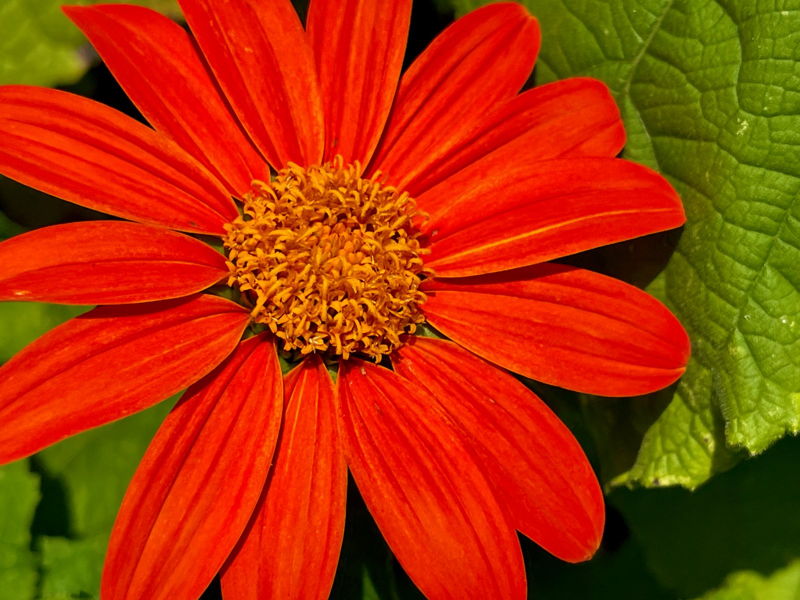 Mexican sunflower