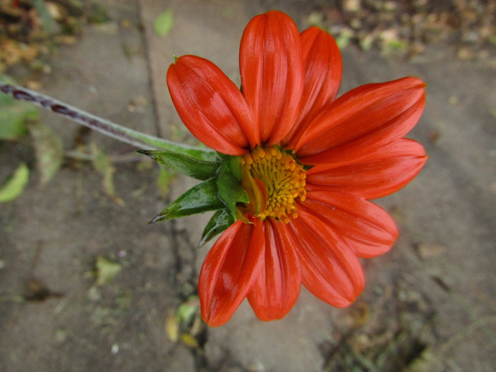 Mexican sunflower