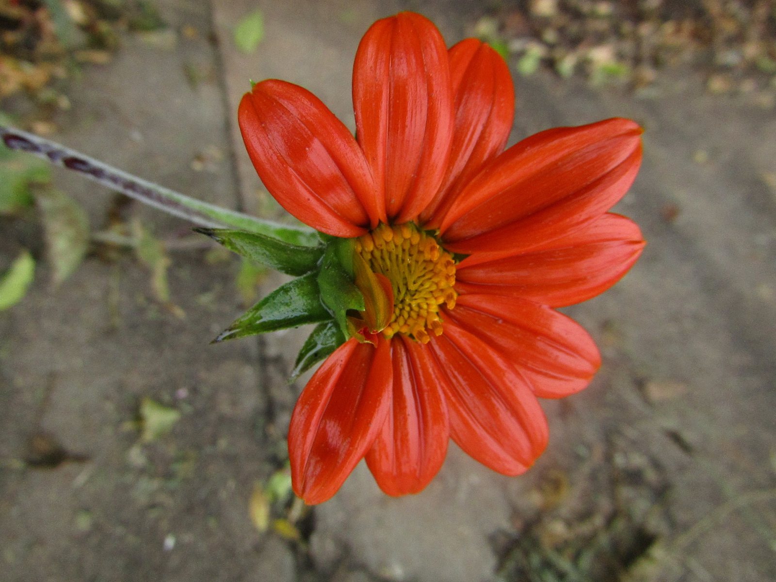 Mexican sunflower
