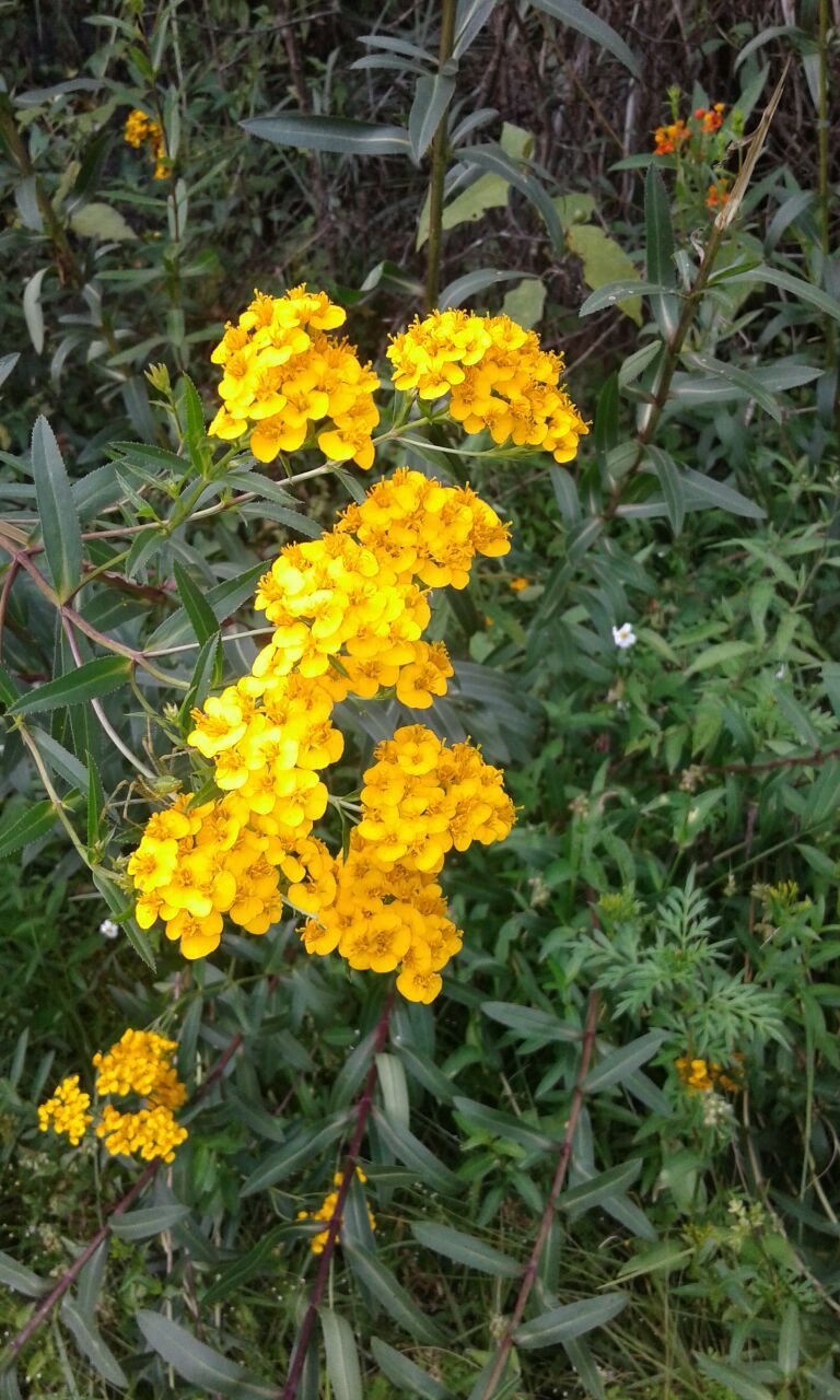 Mexican tarragon