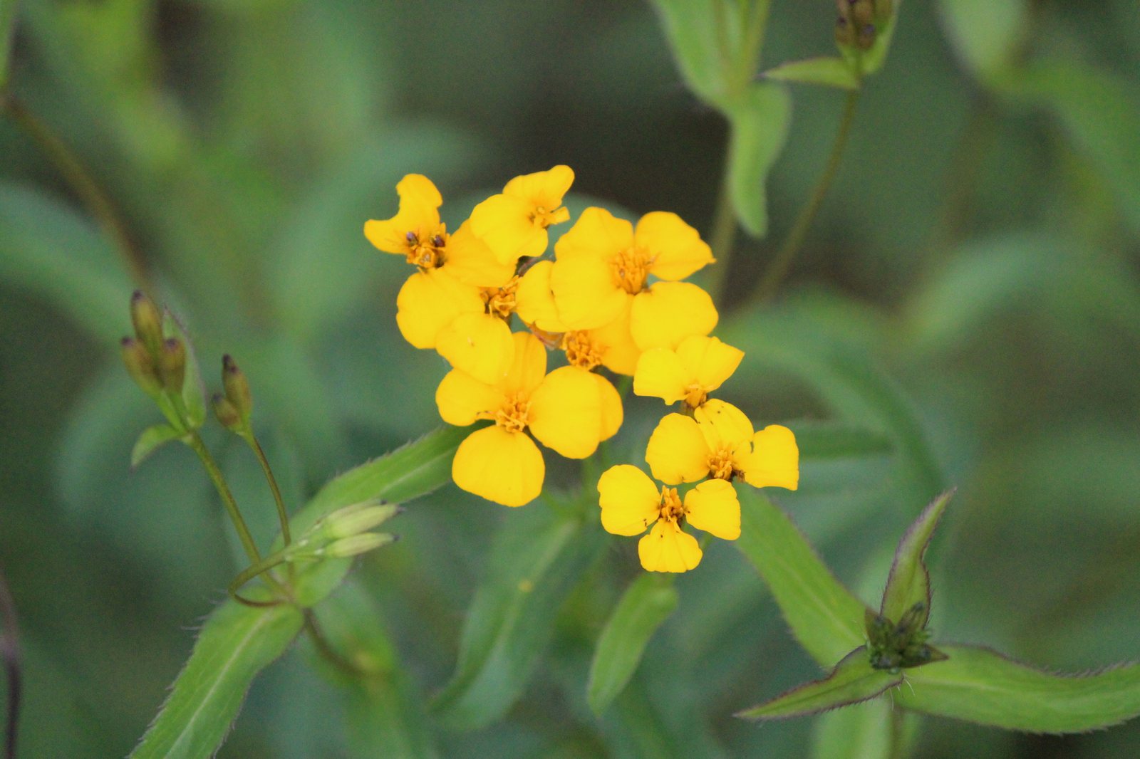 Mexican tarragon
