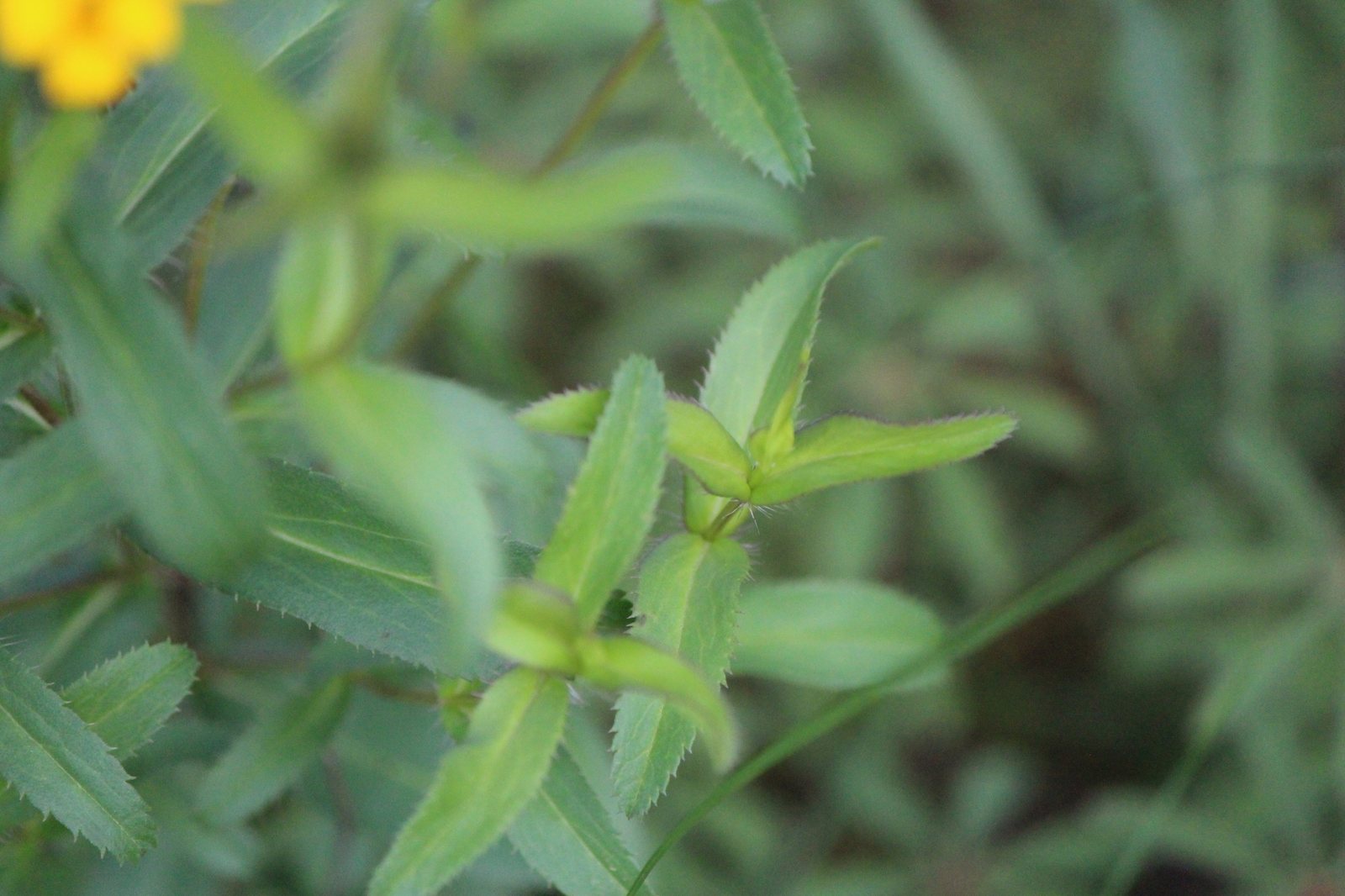 Mexican tarragon