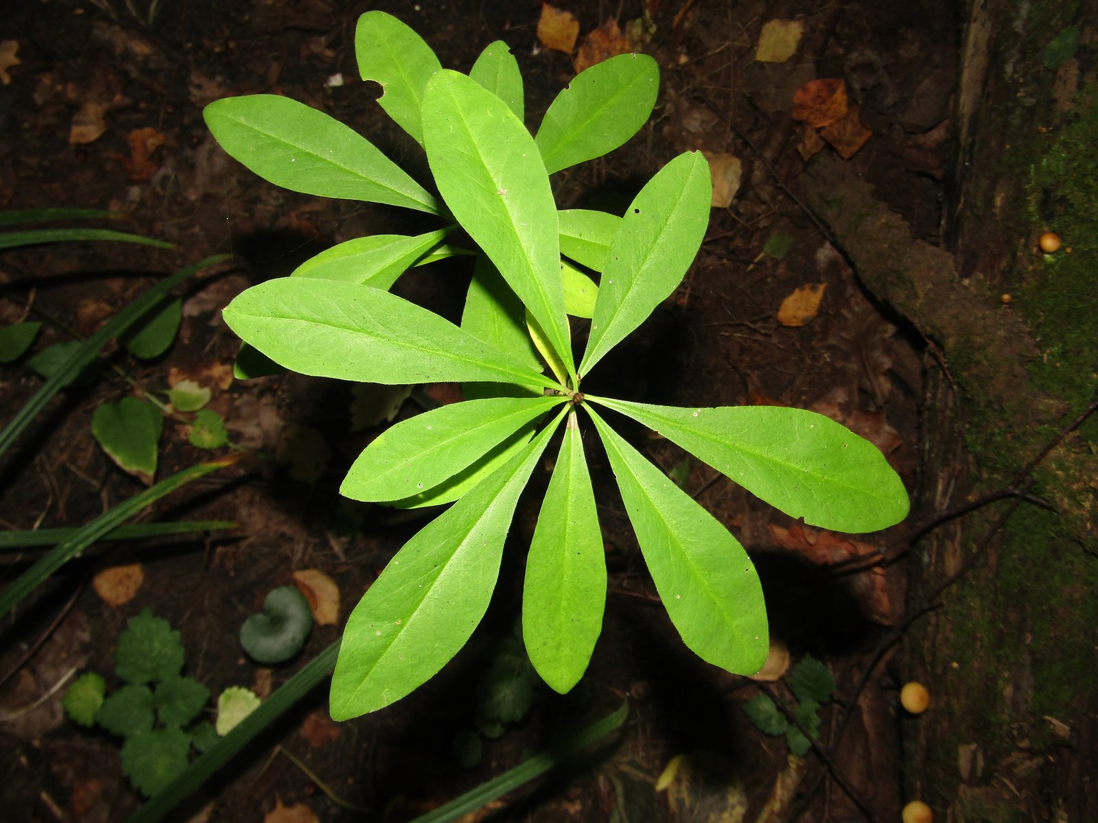 Mezereon (February daphne)