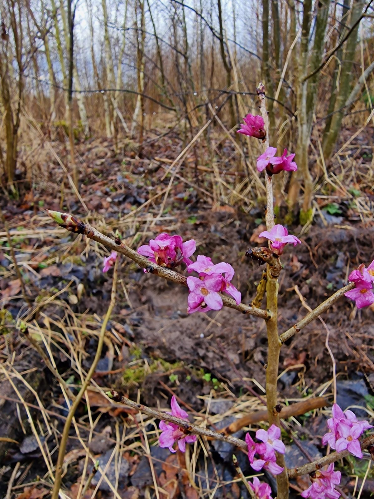 Mezereon (February daphne)