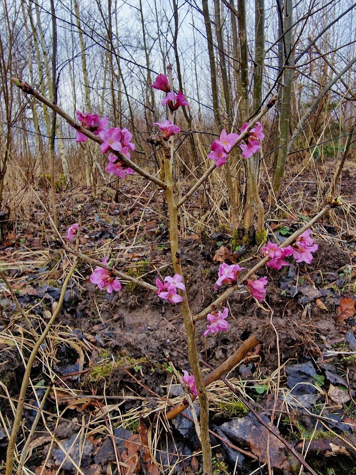 Mezereon (February daphne)