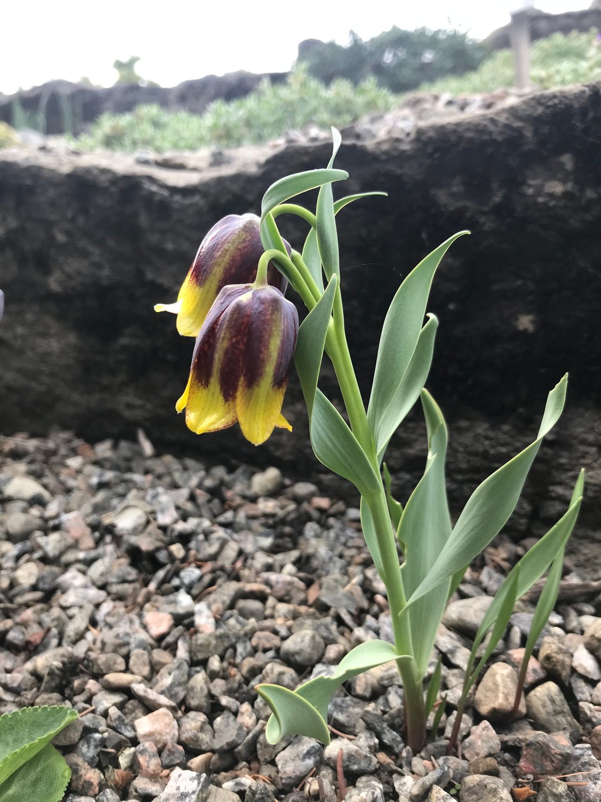 Michailovsky's fritillary