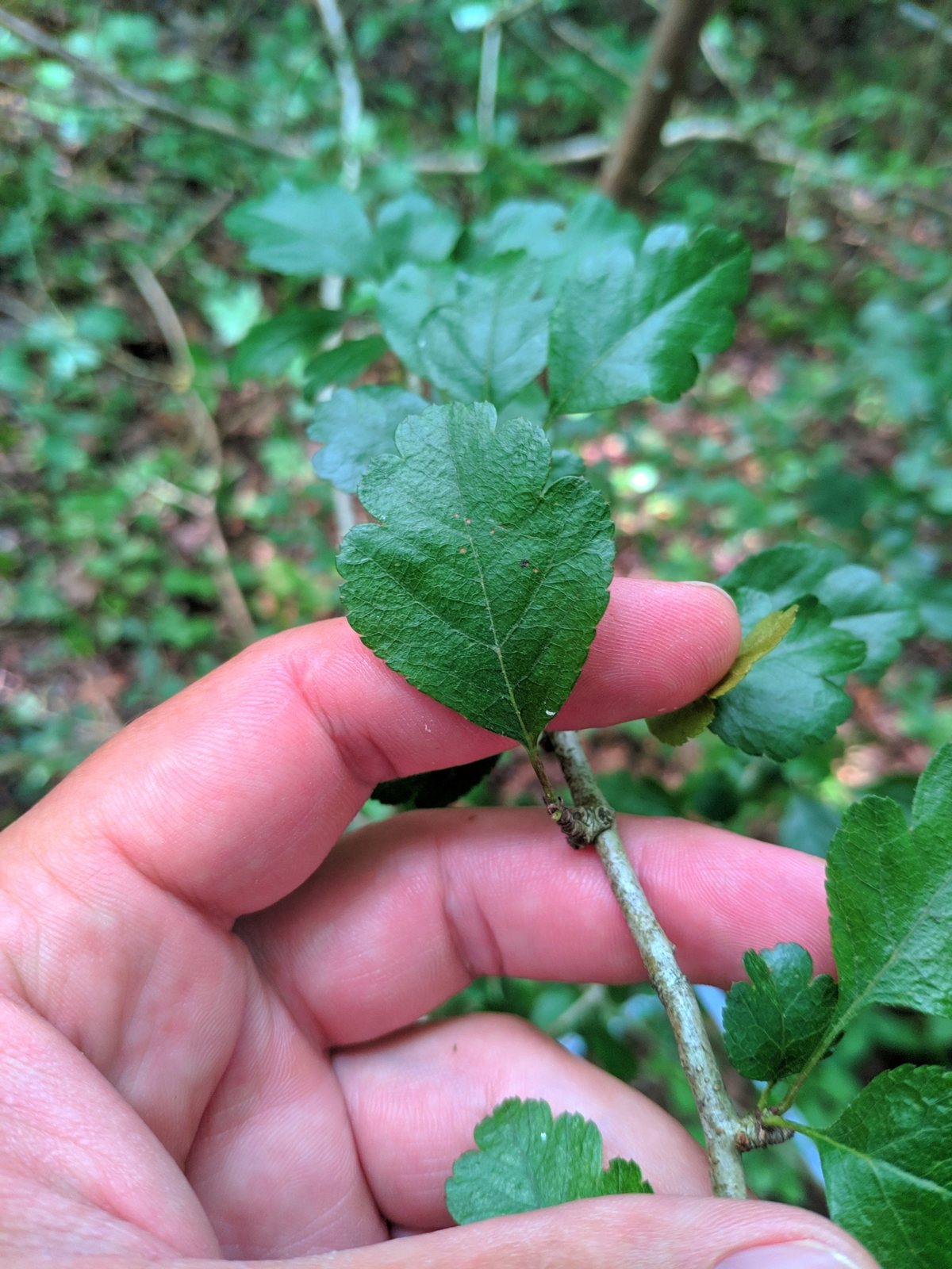 Midland hawthorn