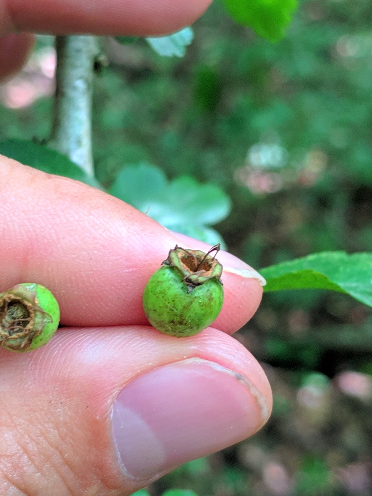 Midland hawthorn