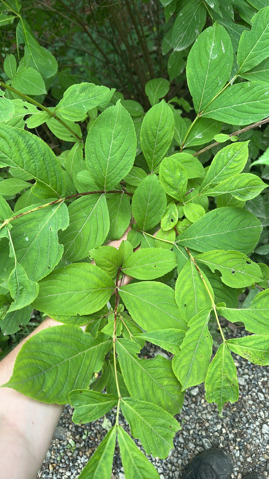 Midnight Wine weigela