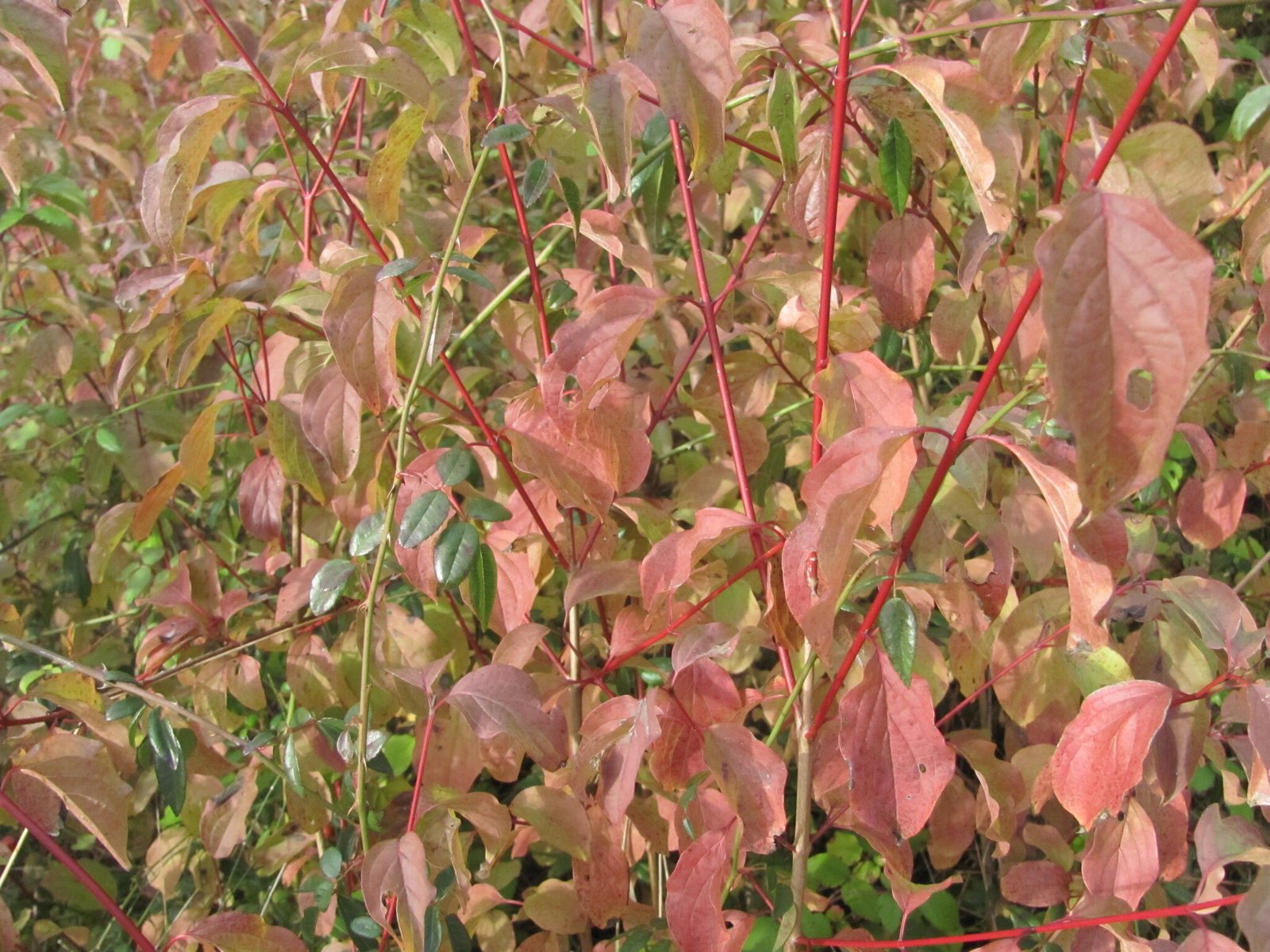 Midwinter Fire dogwood