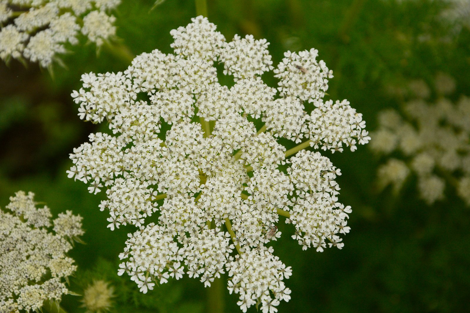 Milk parsley