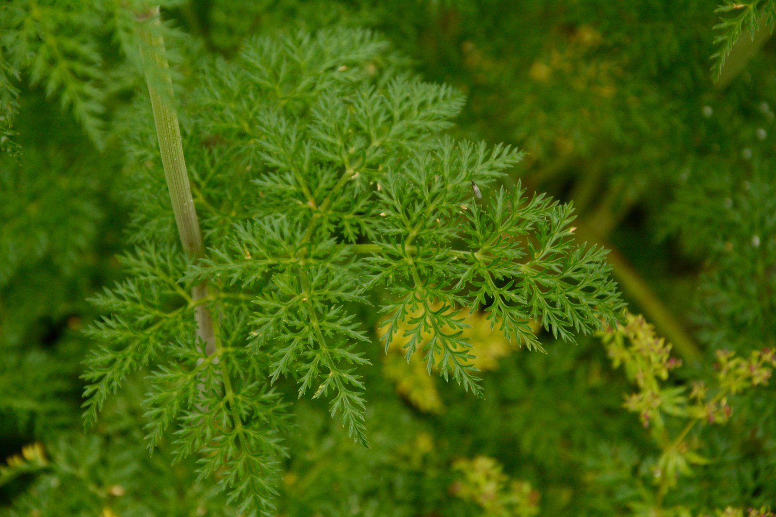 Milk parsley