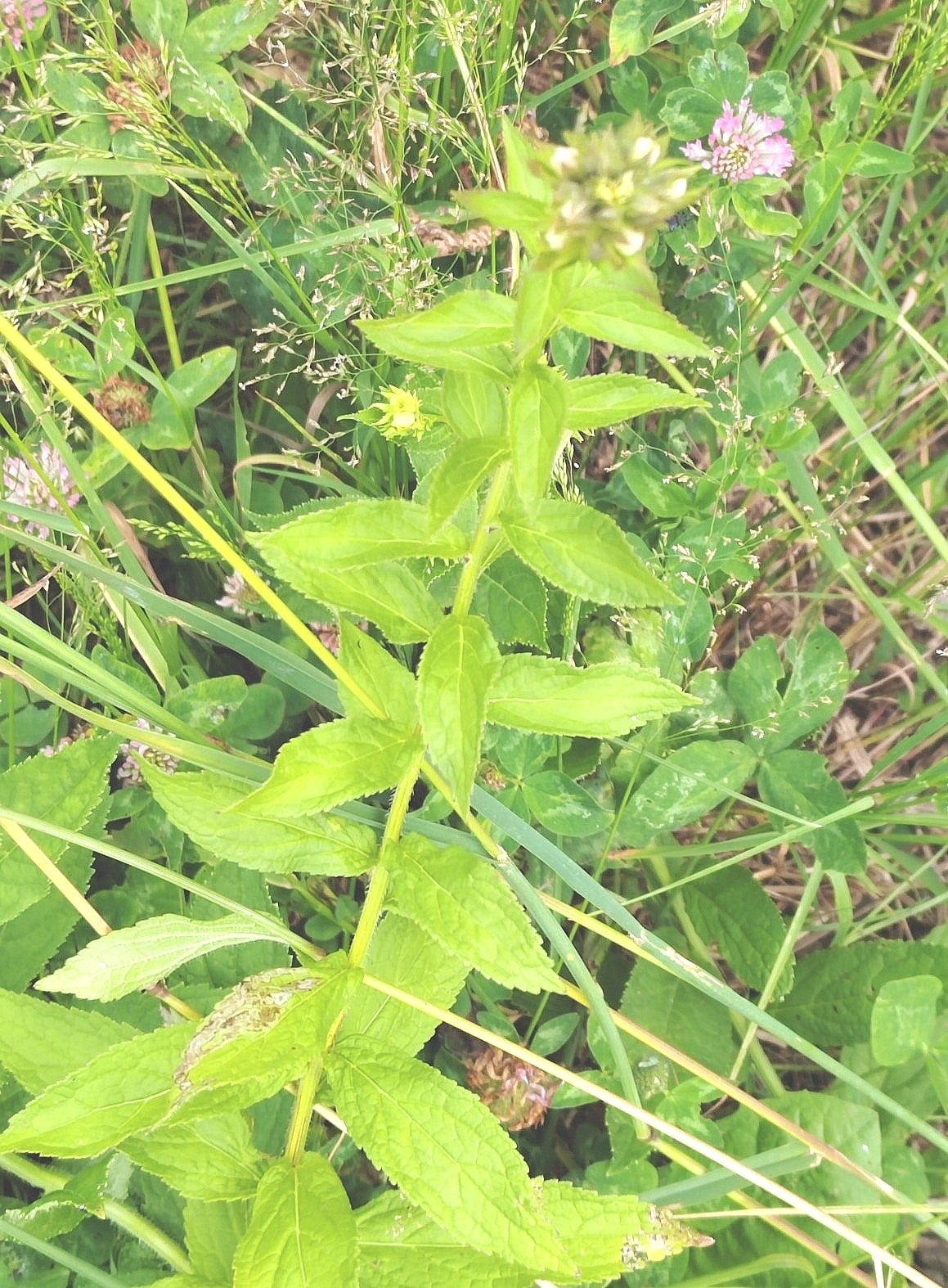 Milky bellflower