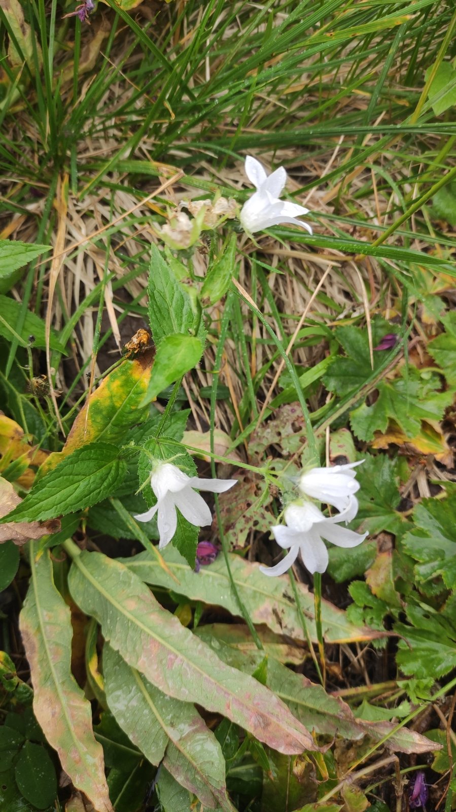 Milky bellflower